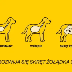 Ilustracja pokazuje trzy etapy rozwoju skrętu kiszek u psa: stan normalny, wzdęcie i skręt żołądka.