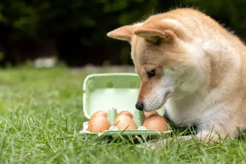 Shiba Inu zaciekawiony jajkami w wytłoczce na trawie. Czy to jego śniadanie?