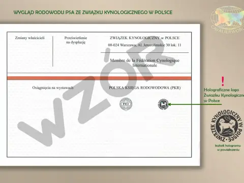 ZKwP, metryka i rodowód - co warto wiedzieć przed zakupem psa