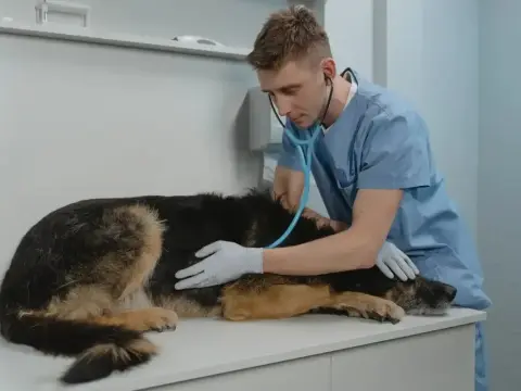 Drżenie u psa - kiedy to norma, a kiedy sygnał alarmowy?