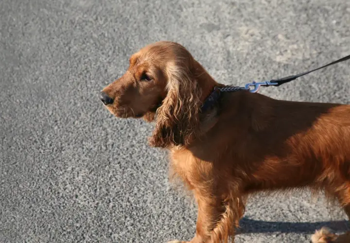 Rudy sussex spaniel na smyczy, z długimi, falującymi uszami, stoi na tle szarej, asfaltowej nawierzchni.