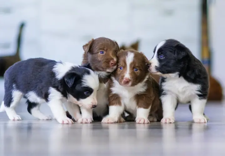 Urocze szczenięta border collie, gotowe do podpisania umowy rezerwacji psa wzór.