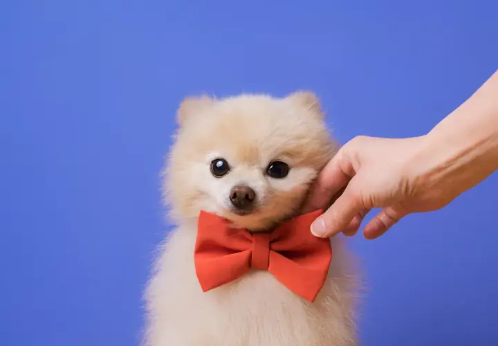 Puszysty szpic miniaturowy w czerwonej muszce, głaskany przez dłoń. Czy to najsłodszy pies na świecie?