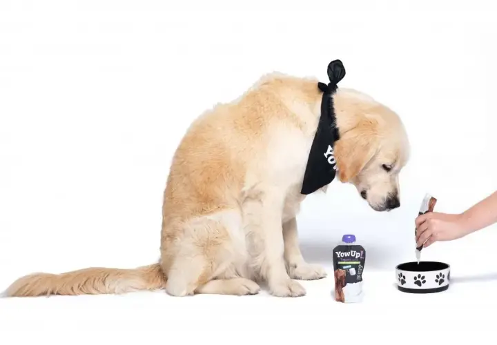 Złoty retriever w bandanie zastanawia się, czy pies może jeść jogurt naturalny. Obok leży opakowanie jogurtu.