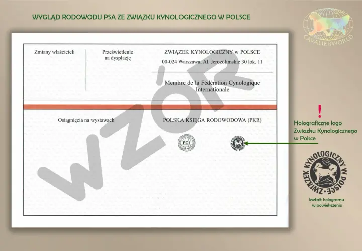 Rodowód psa ze Związku Kynologicznego w Polsce. Zkwp co to? To dokument potwierdzający pochodzenie psa, wydawany przez polski związek kynologiczny.