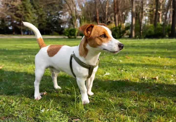 Wesoły jack russel terrier w zielonej obroży stoi na trawie w parku, gotowy do zabawy.