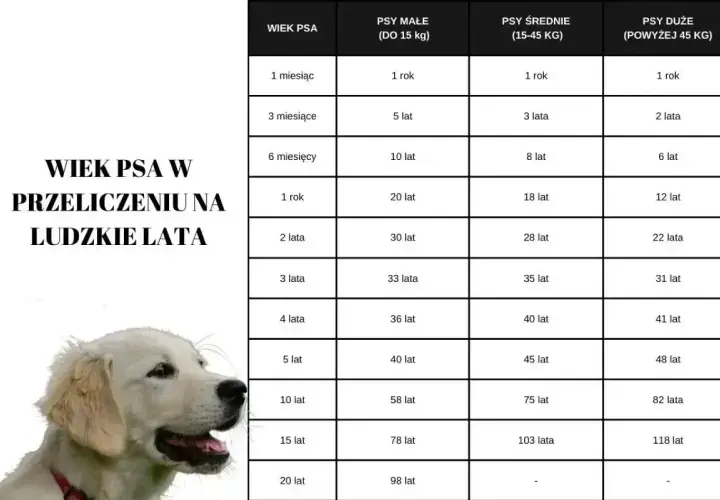 Tabela przelicza wiek psa na ludzkie lata, pokazując, jak szybko starzeją się psy.