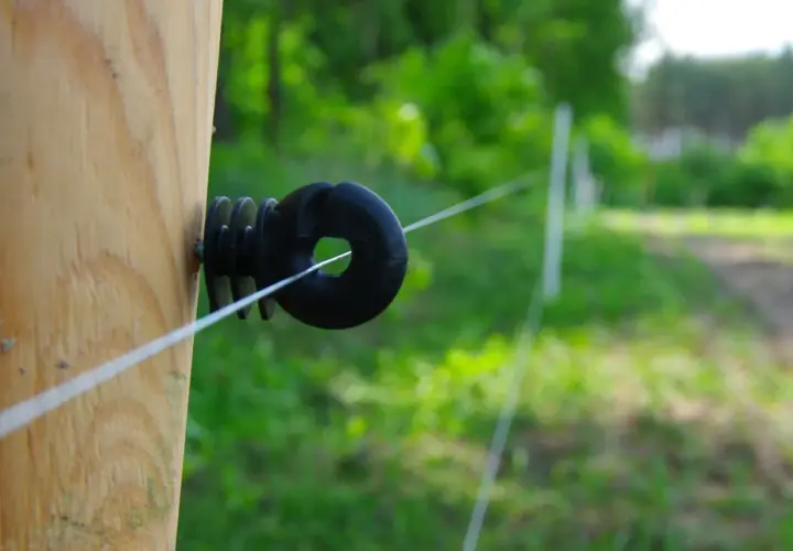 Biały przewód elektryczny biegnie przez czarny izolator przykręcony do drewnianego słupka. Czy pastuch jest legalny? Tło to zielona, rozmyta roślinność.