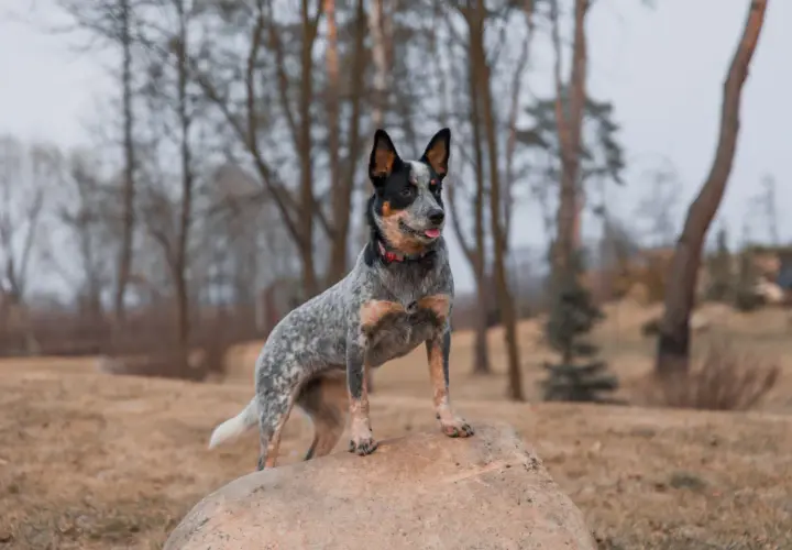 Sroczy australian cattle dog z językiem na wierzchu stoi na kamieniu w lesie.