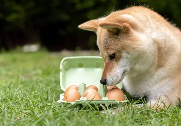 Shiba Inu zaciekawiony jajkami w wytłoczce na trawie. Czy to jego śniadanie?