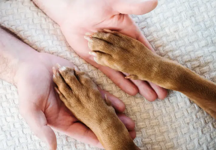 Dwie ludzkie dłonie delikatnie obejmują psie łapy. To symbol przyjaźni i zaufania między człowiekiem a jego pupilem.