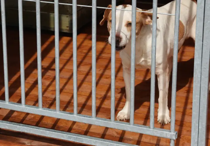 Biały labrador z brązowymi łatami stoi w kojcu, patrząc przez metalowe pręty.