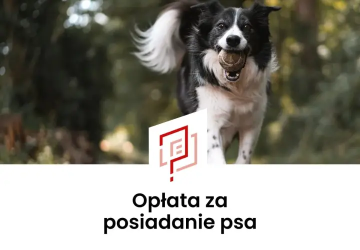 Radosny piesek z piłeczką w pysku. Czy opłata za psa w bloku jest wysoka?