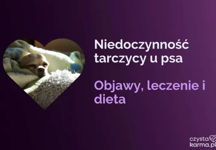 Mały piesek odpoczywa, podczas gdy tekst informuje o niedoczynności tarczycy u psa, objawach, leczeniu i diecie.