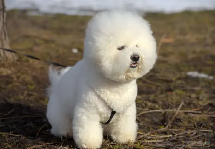 Puszysty bichon frise siedzi na trawie, z puszystą głową i ciekawskim spojrzeniem.