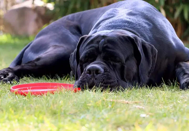 Czarny cane corso z opuszczonymi uszami odpoczywa na trawie obok czerwonej miski.