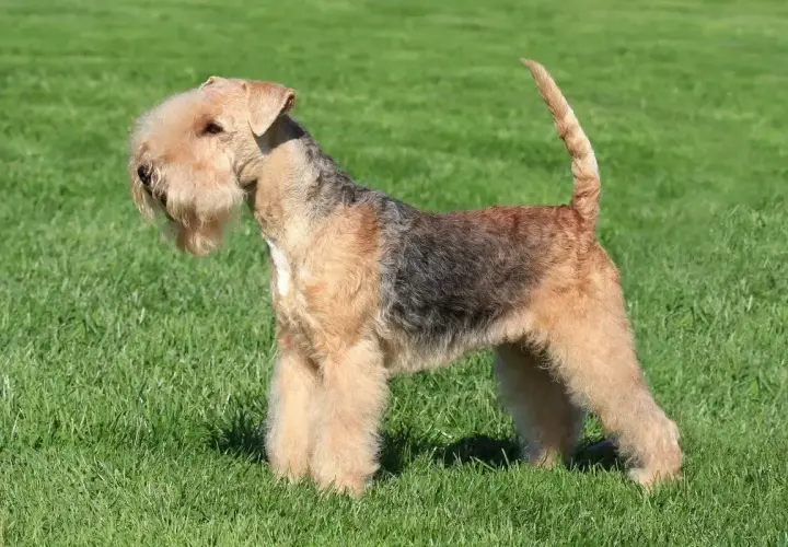 Elegancki lakeland terrier z charakterystyczną brodą i krzaczastymi brwiami stoi na zielonej trawie.