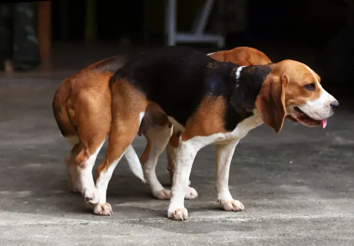 Dwa psy rasy beagle, jeden z nich to suczka, stoją blisko siebie.