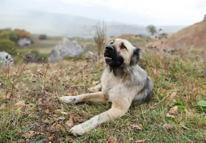 Potężny kangal turecki leży na trawie, obserwując krajobraz.