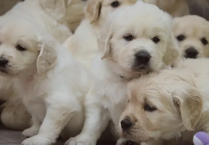 Słodkie szczenięta golden retriever, przyszłość polskiego porozumienia kynologicznego, wtulone w siebie.