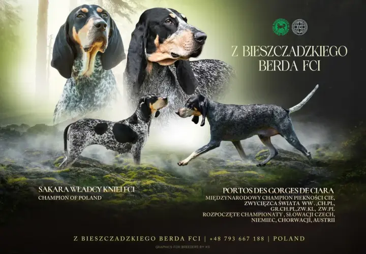 Gończy gaskoński w całej okazałości. Dwa psy tej rasy, jeden z nich to Sakara Władcy Kniel FCI, Champion of Poland.