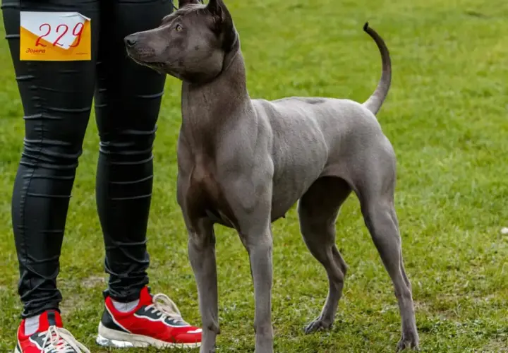 Szary pies rasy tajski ridgeback z numerem 229 czeka na ocenę. Czy to pies zgodny ze wzorcem FCI?