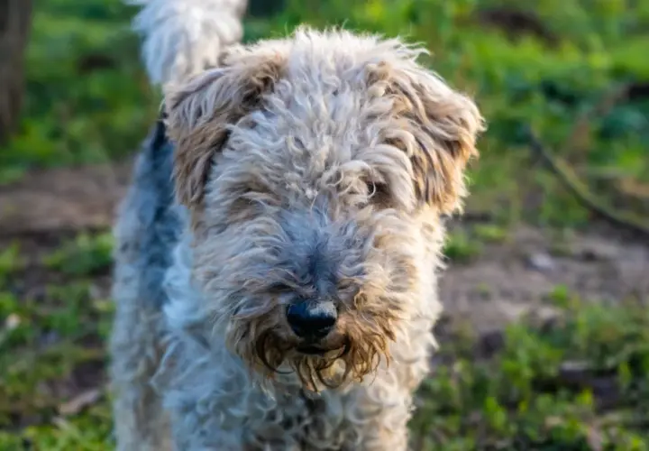 Uroczy fox terrier krótkowłosy z kudłatą sierścią, z nosem lekko ubrudzonym ziemią, stoi na trawie.