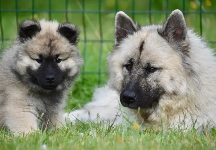 Dwa psy rasy Keeshond, dorosły i szczenię, leżą na trawie. To inspiracja, jak otworzyć hodowlę psów.