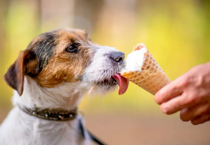 Czy pies może jeść lody? Ten uroczy piesek z pewnością cieszy się lodami w wafelku, oblizując je z apetytem.