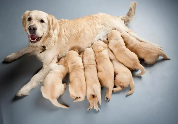 Szczenięta golden retriever piją mleko od mamy. To dowód, jak ważna jest karma dla suki karmiącej, by zapewnić im siłę i zdrowie.