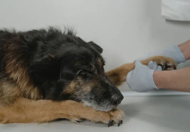 Starszy pies leży, a weterynarz w rękawiczkach delikatnie bada jego łapę. To ważny moment diagnostyczny, być może rezonans dla psa jest potrzebny.