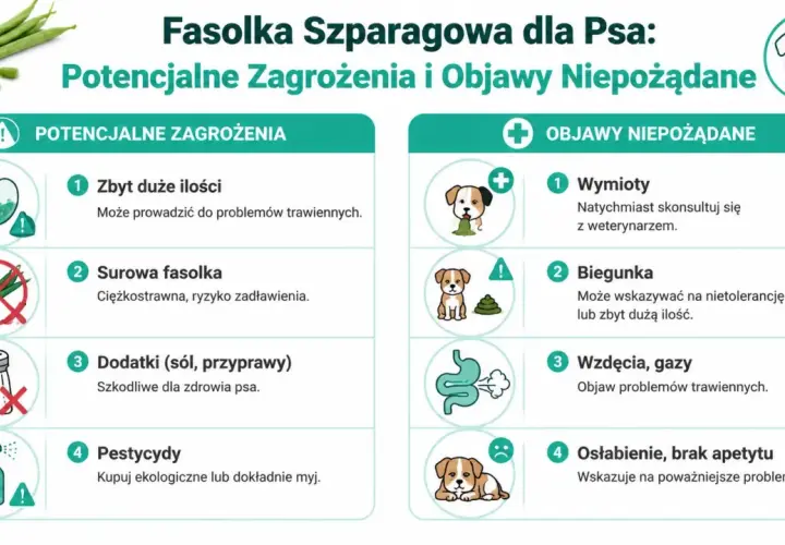 Czy pies może jeść fasolkę szparagową? Informacje o zagrożeniach: zbyt duże ilości, surowa fasolka, dodatki, pestycydy. Objawy niepożądane: wymioty, biegunka, wzdęcia, osłabienie.