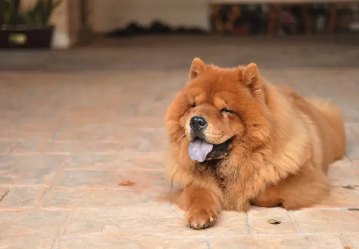 Puszysty chow chow czarny, z językiem na wierzchu, leży na płytkach, mrużąc oczy w słońcu.