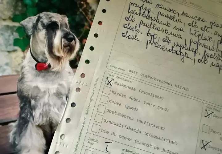 Na wystawie psów, obok uroczej miniaturki sznaucera, widać formularz oceny. Zaznaczono "dyskwalifikacja", co dyskwalifikuje psa na wystawie.