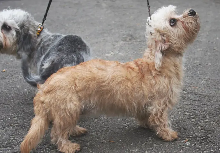 Uroczy piesek rasy dandie dinmont terrier o rudawym futrze, z zaciekawieniem spogląda w górę.
