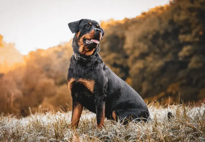 Potężny rottweiler siedzi na mroźnej trawie, emanując spokojem i siłą. Jego charakter to połączenie lojalności i odwagi.