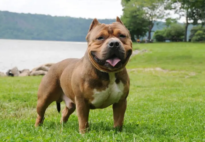 Potężny american bully standard, brązowy z białymi znaczeniami, stoi na trawie nad jeziorem.