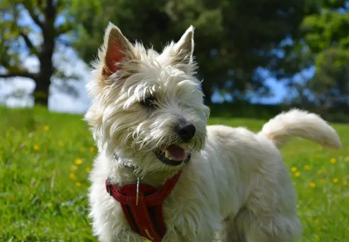 Wesoły cairn terrier w czerwonej obroży biega po zielonej łące pełnej żółtych kwiatków.