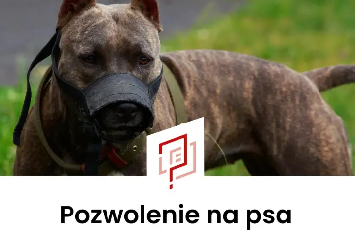 Pies rasy pitbull w kagańcu, z widocznym logo i napisem "Pozwolenie na psa".