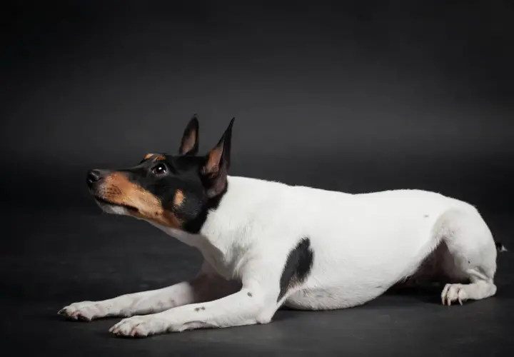 Czarno-biały toy fox terrier z brązowymi znaczeniami na głowie leży na ciemnym tle, czujnie patrząc w bok.