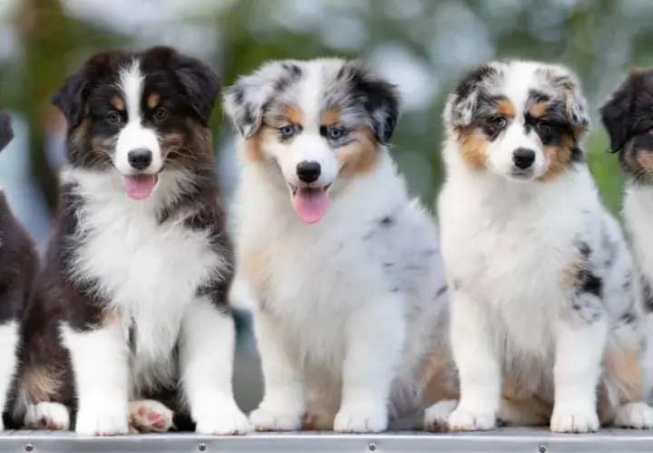 Pięć szczeniąt rasy Australian Shepherd siedzi obok siebie. Chcesz wiedzieć, jak założyć hodowlę psów w stowarzyszeniu?