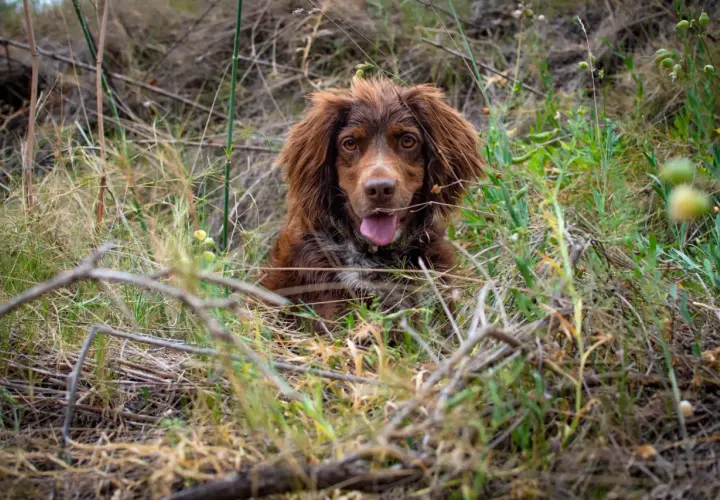 Uroczy spaniel polski z brązową sierścią siedzi w trawie, z językiem na wierzchu.