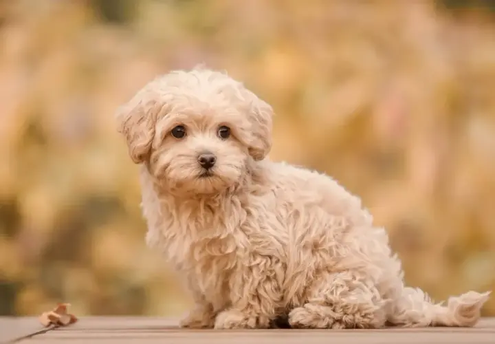 Uroczy szczeniak rasy maltipoo siedzi na drewnianym tarasie, otoczony jesiennymi liśćmi.