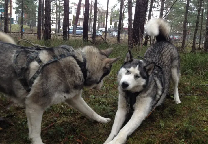 Dwa psy rasy husky malamut w uprzęży bawią się w lesie.