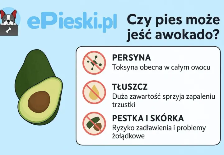 Czy pies może jeść awokado? Grafika pokazuje awokado i ostrzega przed persyną, tłuszczem i pestką/skórką.