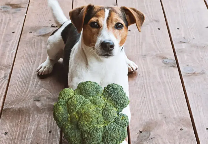 Jack Russell Terrier leży obok brokuła, zastanawiając się, czy pies może jeść brokuły.