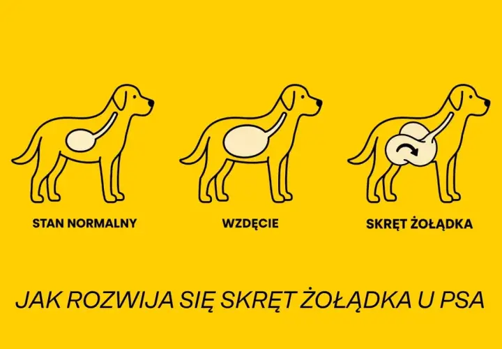 Ilustracja pokazuje trzy etapy rozwoju skrętu kiszek u psa: stan normalny, wzdęcie i skręt żołądka.