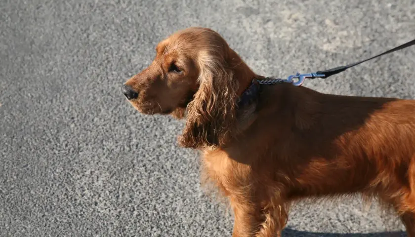 Rudy sussex spaniel na smyczy, z długimi, falującymi uszami, stoi na tle szarej, asfaltowej nawierzchni.