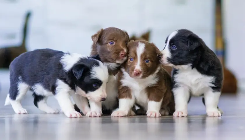 Urocze szczenięta border collie, gotowe do podpisania umowy rezerwacji psa wzór.