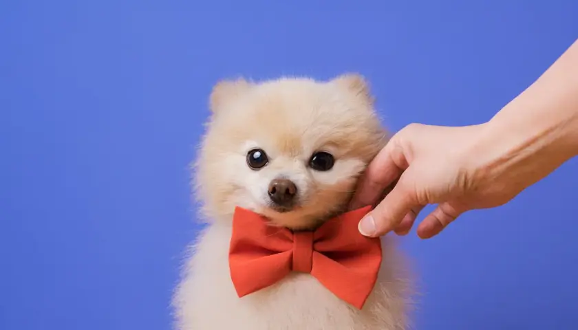 Puszysty szpic miniaturowy w czerwonej muszce, głaskany przez dłoń. Czy to najsłodszy pies na świecie?